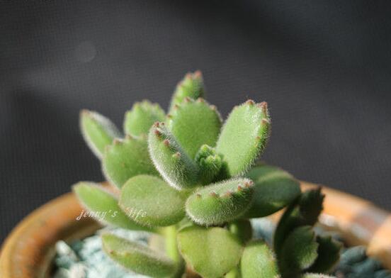 熊童子葉子發軟怎麼辦，總結最實用三種解決方法