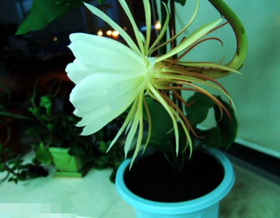 曇花的種植方法,教你最簡單五個步驟(存活率高)
