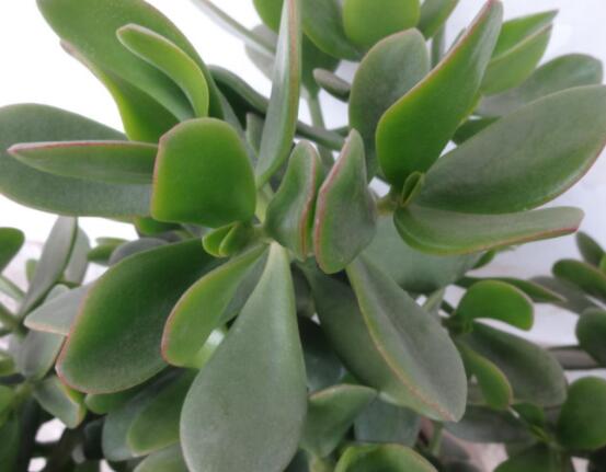 玉樹燕子掌怎麼區分,主要從葉和花序上辨別