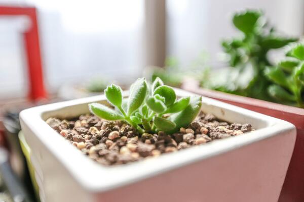 熊童子剛種要澆水嗎,等到土壤變幹之後才能澆水