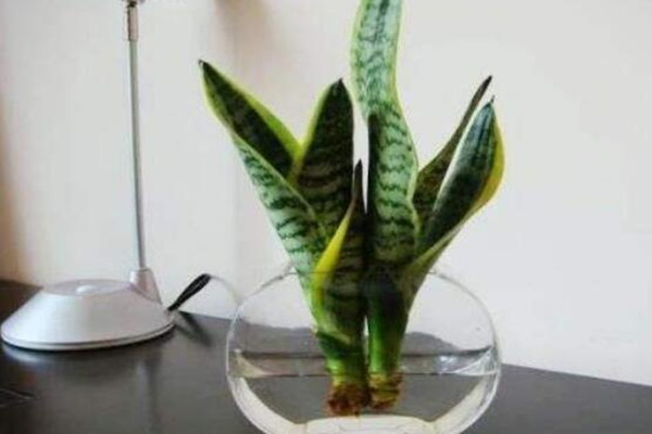 水培虎皮蘭能過冬嗎，注意保暖並加強光照