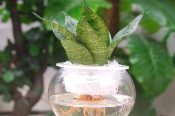 水培虎皮蘭能過冬嗎，注意保暖並加強光照