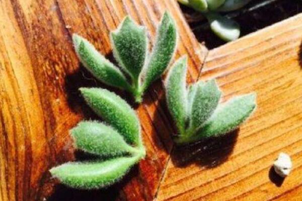 熊童子怎麼繁殖成活率高,掌握繁殖技巧才是關鍵