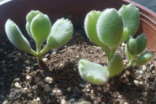 熊童子怎麼繁殖成活率高,掌握繁殖技巧才是關鍵