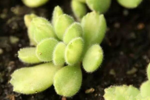熊童子怎麼繁殖成活率高,掌握繁殖技巧才是關鍵