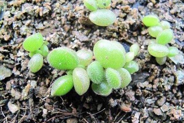 熊童子怎麼繁殖成活率高,掌握繁殖技巧才是關鍵