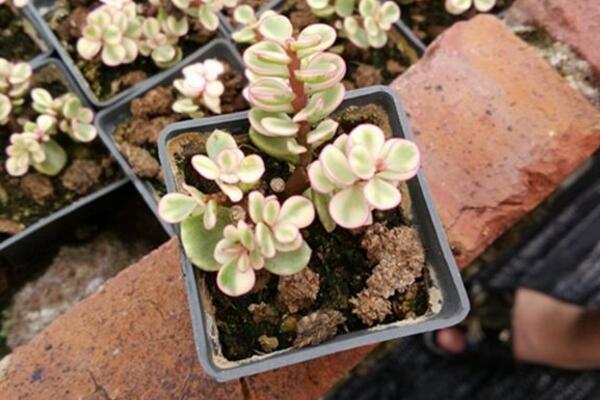 雅樂之舞放在哪裏養好,放在這些位置才能滿足植株的生長