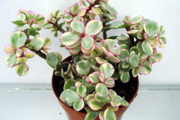 雅樂之舞放在哪裏養好,放在這些位置才能滿足植株的生長