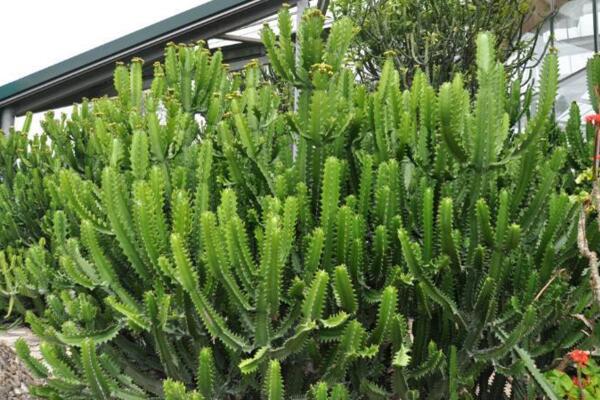 虎刺梅和金剛纂的區別，通過枝幹、葉片、花朵進行區分