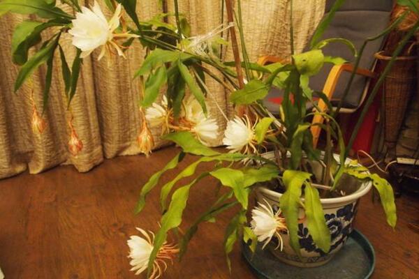 曇花對室內家居的影響,觀賞以及淨化最突出
