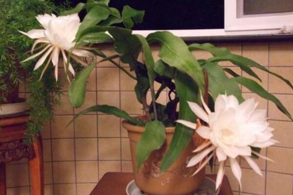 曇花對室內家居的影響,觀賞以及淨化最突出
