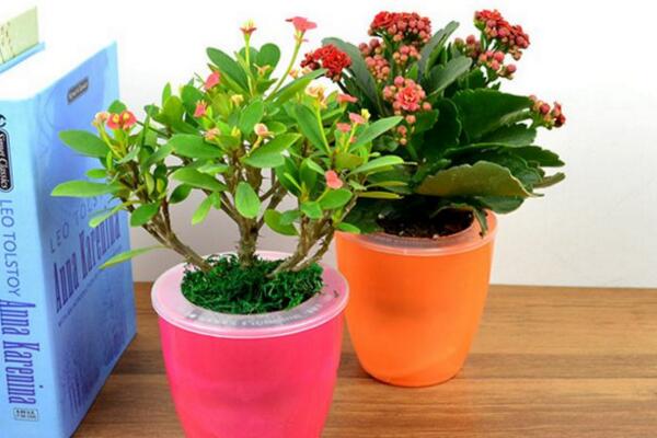 虎刺梅一年開幾次花，隻要養護得當虎刺梅可以四季開花