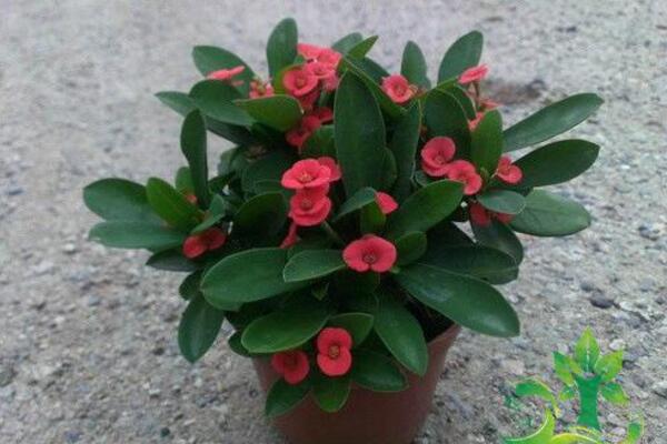 虎刺梅一年開幾次花，隻要養護得當虎刺梅可以四季開花