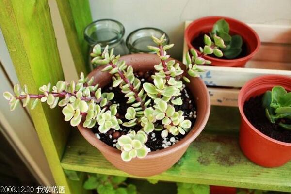 多肉雅樂之舞怎麼扡插，5步即可完成扡插