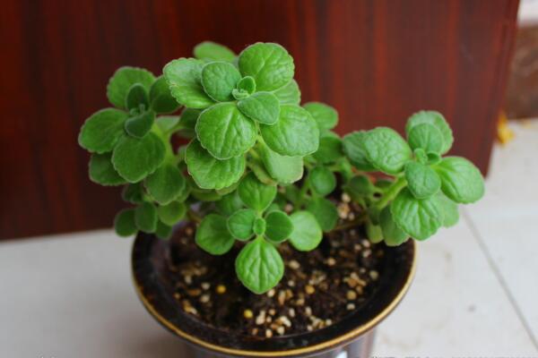 碰碰香夏天怎麼澆水，保持土壤處於幹燥的狀態