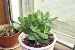燕子掌葉子發黃怎麼辦，5步即可解決葉子發黃問題