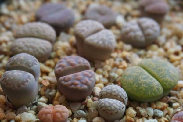 生石花最合適光照度,隻需要在夏季適當遮陰即可