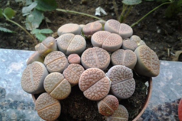 生石花最合適光照度,隻需要在夏季適當遮陰即可