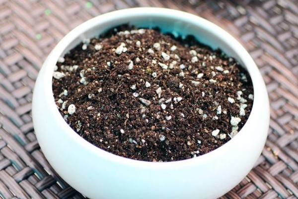 怎樣種植月季花，4步即可完成月季花的種植