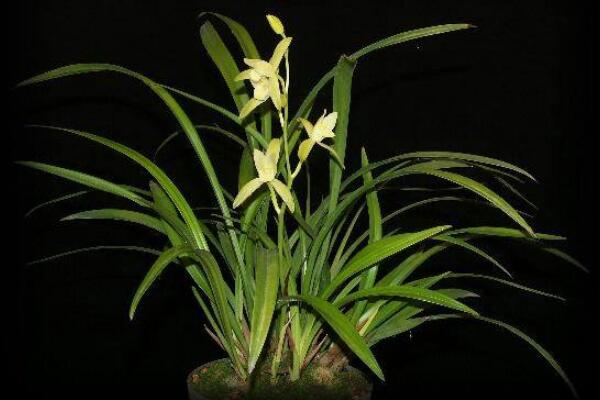 蘭花怎麼種植步驟圖解,5步即可完成蘭花的種植