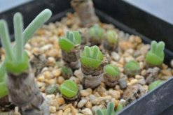 碧光環播種多久能長大，種後一星期發芽四個月長大
