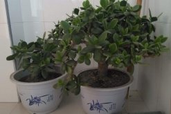 燕子掌冬天怎麼養殖，做好以下4點可保植株順利越冬