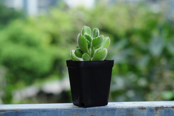 熊童子夏季種的怎麼服盆,5步可讓植株迅速服盆