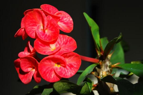 大花虎刺梅的養殖方法,5步教你養好大花虎刺梅