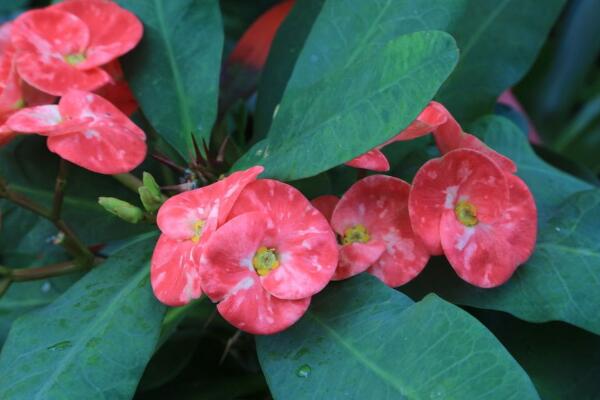 大花虎刺梅的養殖方法,5步教你養好大花虎刺梅