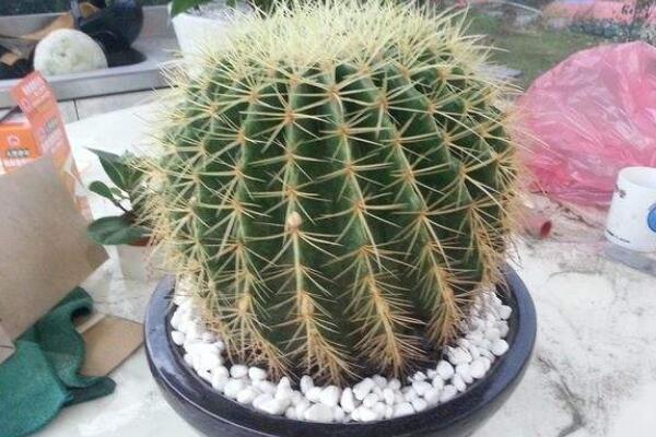 仙人球怎麼扡插繁殖,4步即可完成仙人球的扡插