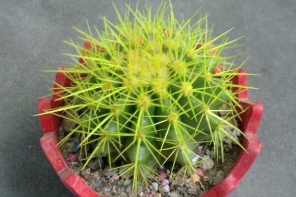 仙人球怎麼扡插繁殖,4步即可完成仙人球的扡插
