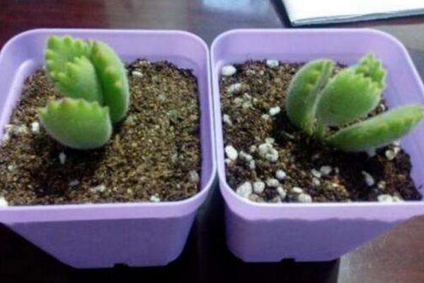 熊童子扡插圖解,4步即可完成熊童子的扡插