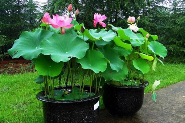 盆栽荷花的種植方法，5步即可完成荷花的種植