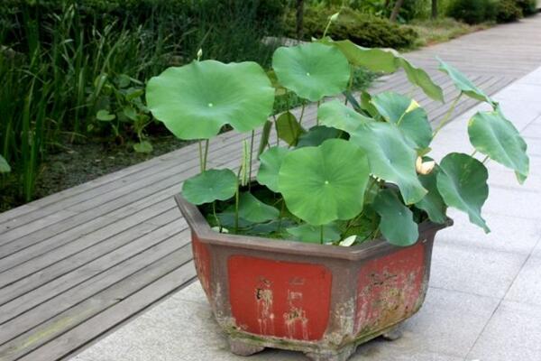 盆栽荷花的種植方法，5步即可完成荷花的種植