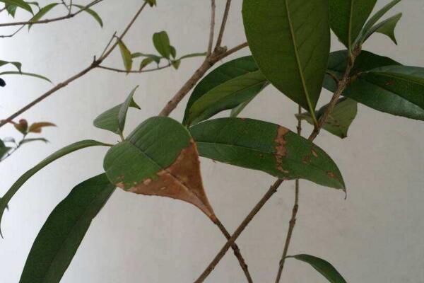 桂花樹葉子幹枯怎麼辦,修剪葉片並加強管理