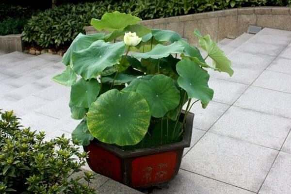 荷花葉子發黃怎麼辦,及時修剪並做好消毒處理