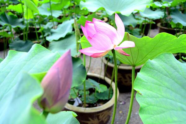 荷花葉子發黃怎麼辦,及時修剪並做好消毒處理