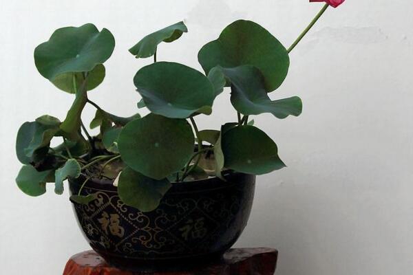 荷花能在室內養嗎，可以在室內養但要做好以下幾點