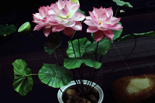 荷花能在室內養嗎，可以在室內養但要做好以下幾點