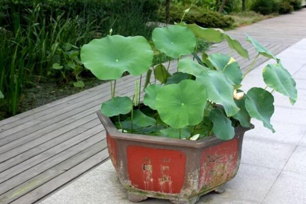 荷花能在室內養嗎，可以在室內養但要做好以下幾點