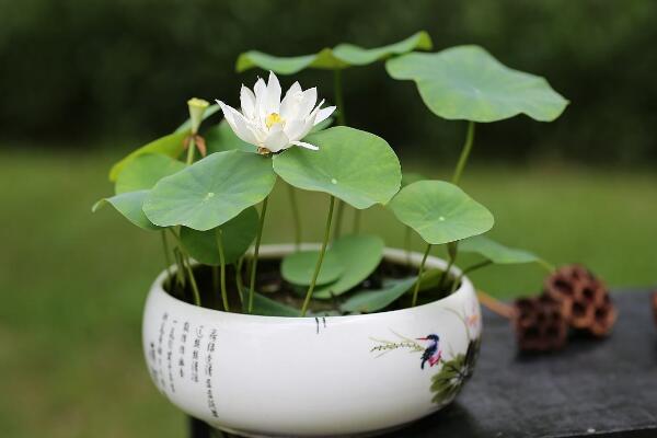 荷花能在室內養嗎，可以在室內養但要做好以下幾點