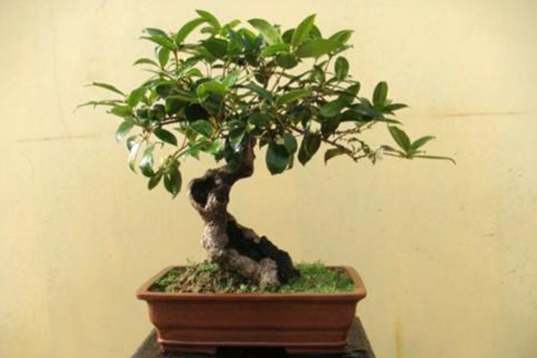 盆栽桂花樹種植技術,種植最佳時期在每年的春季