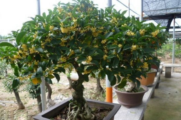 盆栽桂花樹種植技術,種植最佳時期在每年的春季