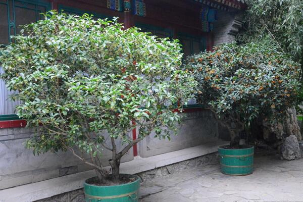 桂花為什麼不開花,可能是光照、養分不足導致