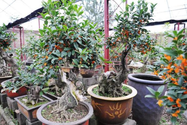 桂花為什麼不開花,可能是光照、養分不足導致
