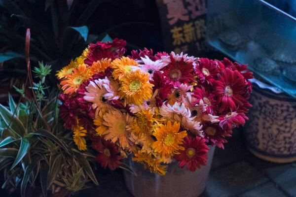 菊花葉子變黑怎麼回事，可能是感染了褐斑病