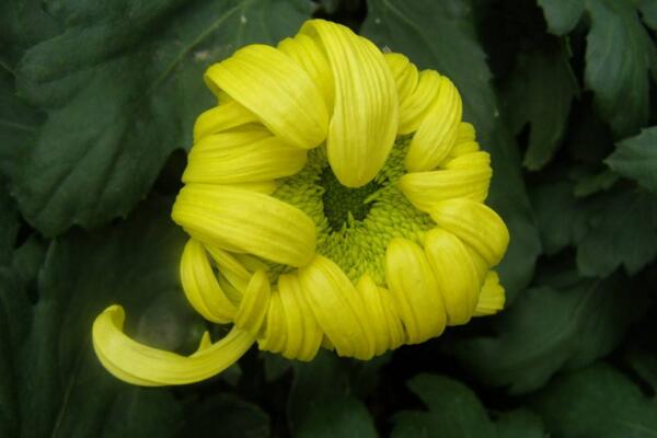 菊花葉子變黑怎麼回事，可能是感染了褐斑病