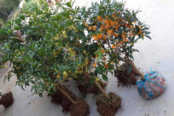 桂花樹移栽要注意什麼,桂花樹移栽方法以及注意事項
