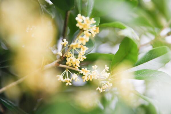 桂花樹移栽要注意什麼,桂花樹移栽方法以及注意事項