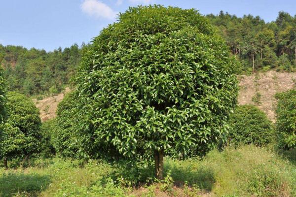 桂花樹什麼時候移栽,建議在春秋季進行移栽